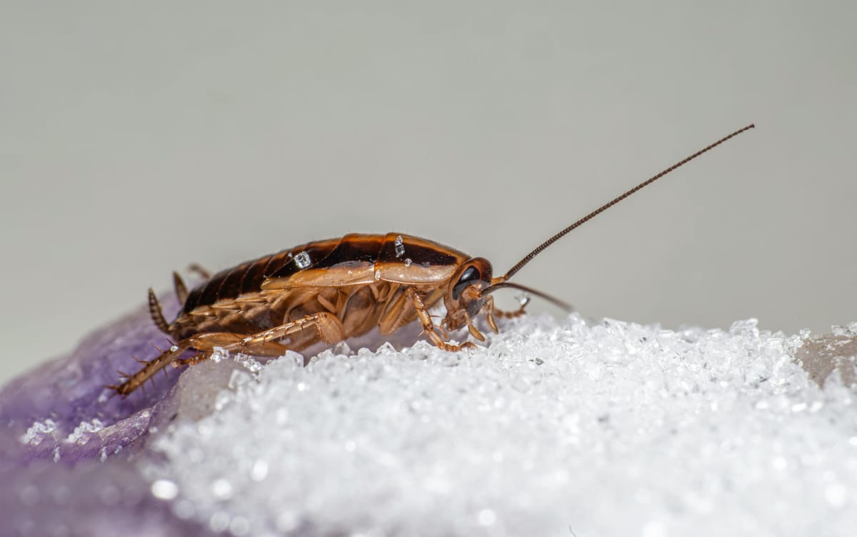 Macro foto gândac de bucătărie pe cristale de zahăr, infestare alimente