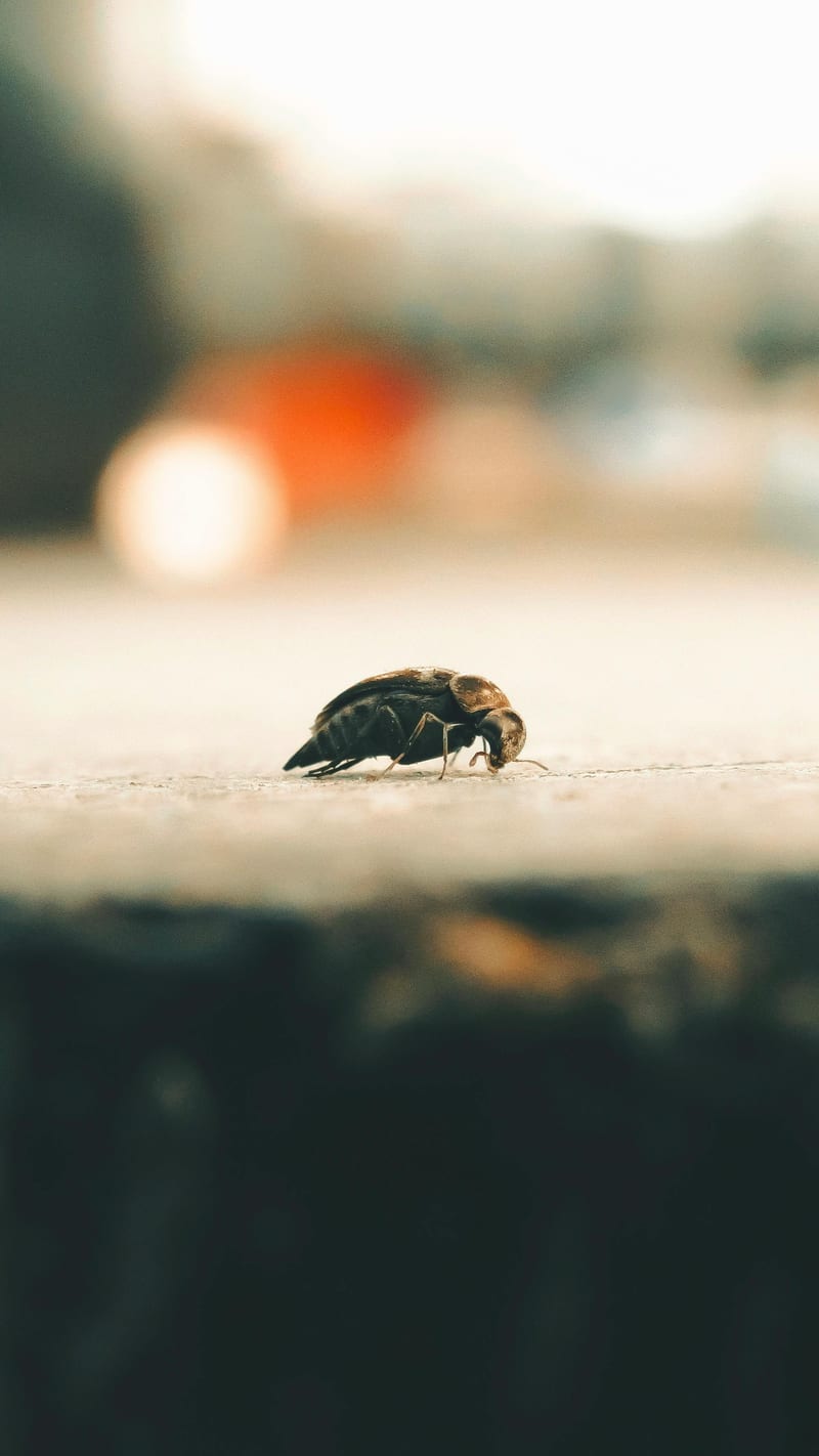 Macro foto cu o ploșniță, ilustrație recunoaștere infestare